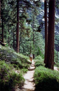 In The Mohua Grove3.jpg